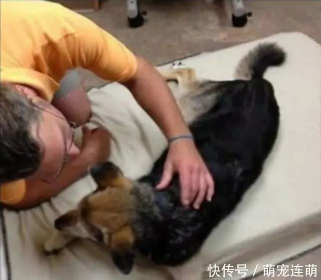為了讓狗睡覺,主人每天抱著狗泡在湖水裡,這張照片讓無數人落淚