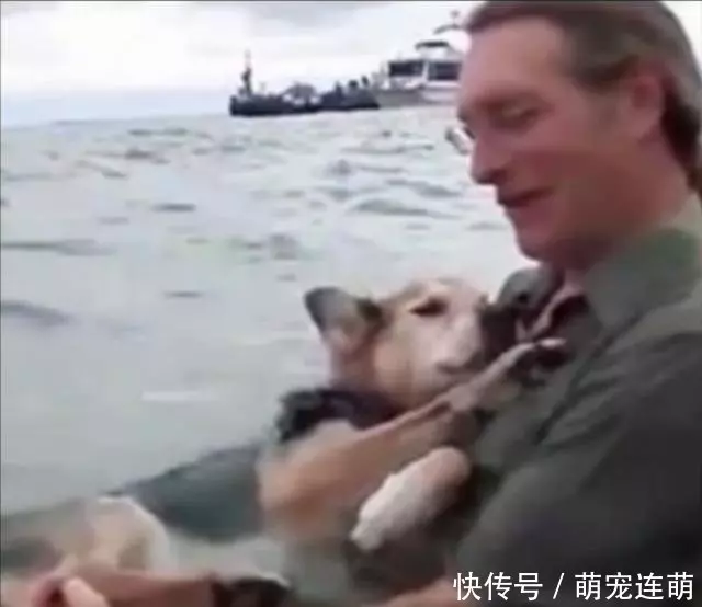 為了讓狗睡覺,主人每天抱著狗泡在湖水裡,這張照片讓無數人落淚