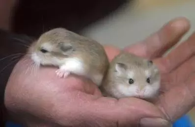 2019年12生肖運程表,生肖兔菩薩心腸,喜中大獎,生肖雞萬事大吉,升職加薪!