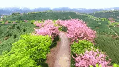 國內私藏最大櫻花園,比日本櫻花大,比阿里山美!到3月都看不完