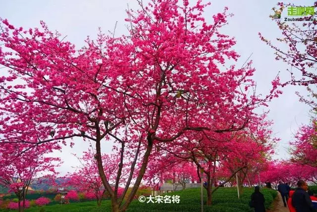 國內私藏最大櫻花園,比日本櫻花大,比阿里山美!到3月都看不完