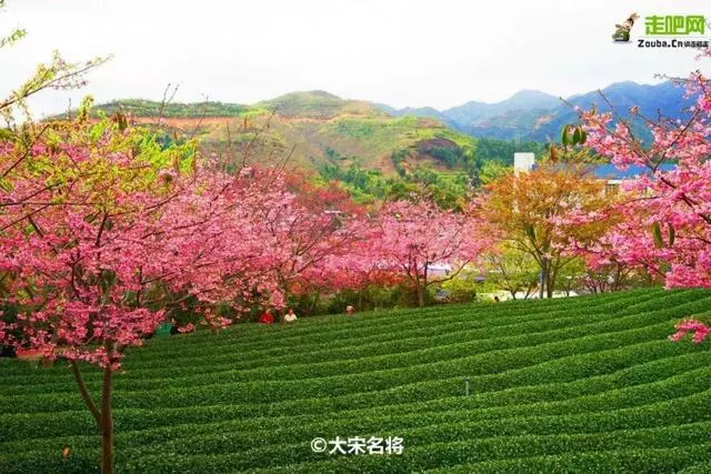 國內私藏最大櫻花園,比日本櫻花大,比阿里山美!到3月都看不完