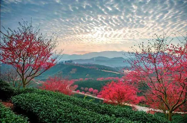 國內私藏最大櫻花園,比日本櫻花大,比阿里山美!到3月都看不完