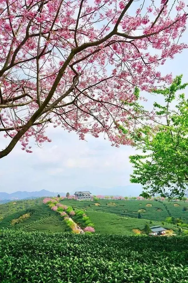 國內私藏最大櫻花園,比日本櫻花大,比阿里山美!到3月都看不完