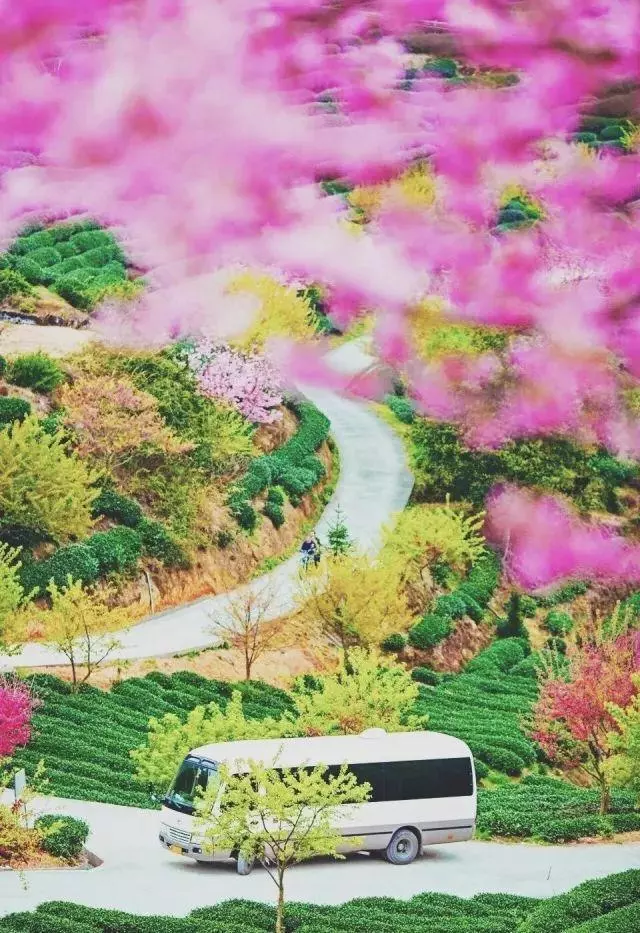 國內私藏最大櫻花園,比日本櫻花大,比阿里山美!到3月都看不完