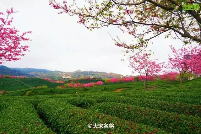 國內私藏最大櫻花園,比日本櫻花大,比阿里山美!到3月都看不完