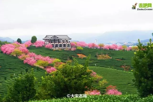 國內私藏最大櫻花園,比日本櫻花大,比阿里山美!到3月都看不完