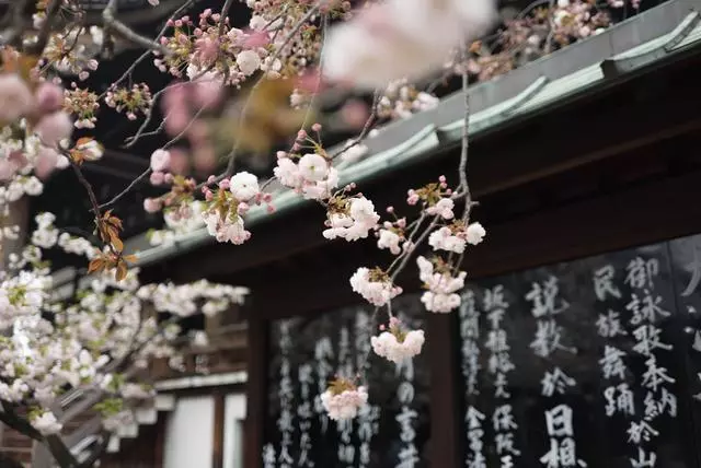 絕美之花價值千億,引得中日韓爭吵不休,趁簽證放寬趕緊去看!