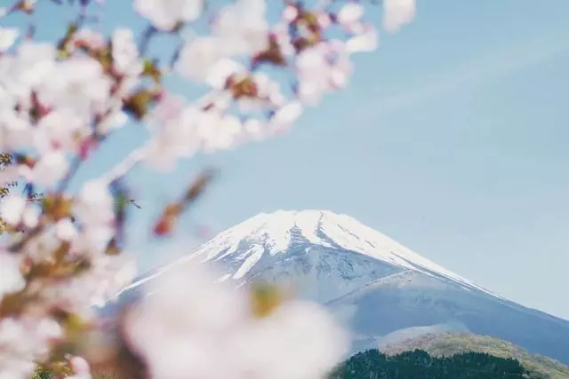 絕美之花價值千億,引得中日韓爭吵不休,趁簽證放寬趕緊去看!