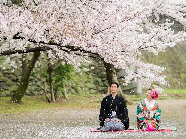 絕美之花價值千億,引得中日韓爭吵不休,趁簽證放寬趕緊去看!