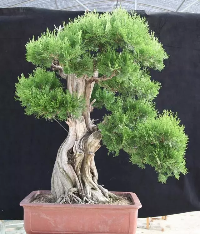 分享:王恆亮老師製作一棵扁柏樹盆景(圖解全過程)