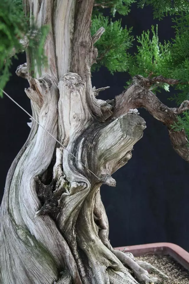 分享:王恆亮老師製作一棵扁柏樹盆景(圖解全過程)