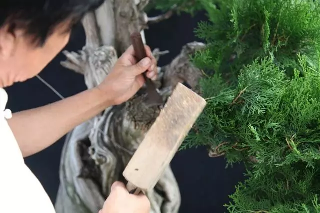 分享:王恆亮老師製作一棵扁柏樹盆景(圖解全過程)
