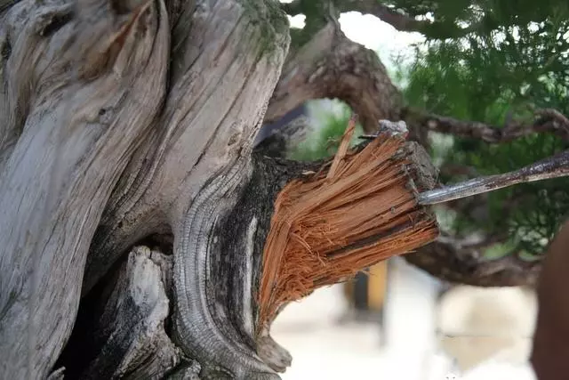 分享:王恆亮老師製作一棵扁柏樹盆景(圖解全過程)