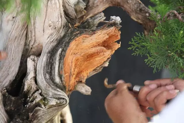 分享:王恆亮老師製作一棵扁柏樹盆景(圖解全過程)