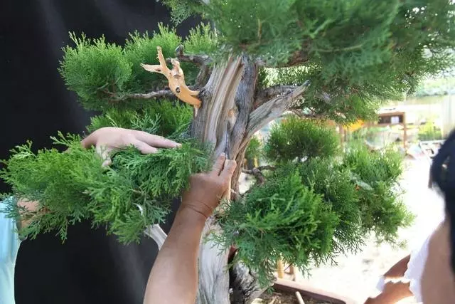分享:王恆亮老師製作一棵扁柏樹盆景(圖解全過程)