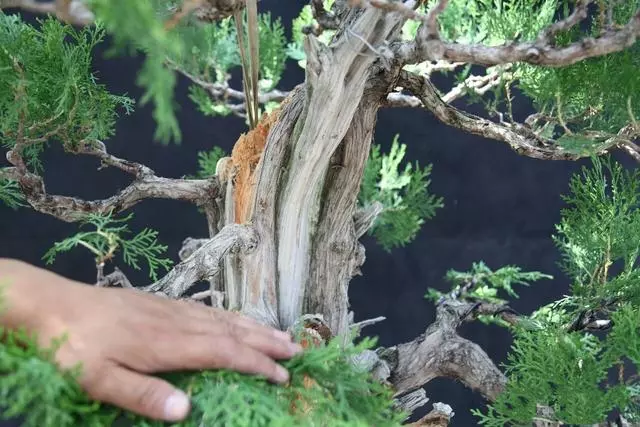 分享:王恆亮老師製作一棵扁柏樹盆景(圖解全過程)