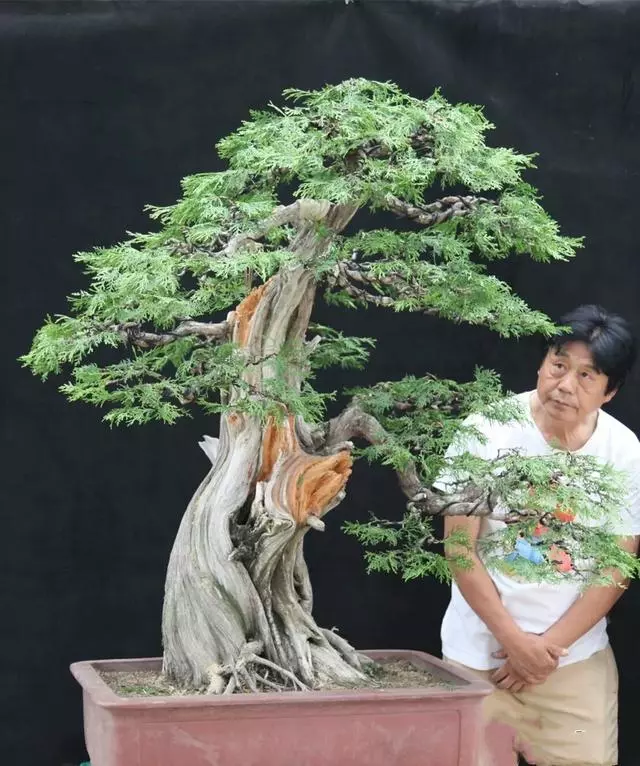 分享:王恆亮老師製作一棵扁柏樹盆景(圖解全過程)