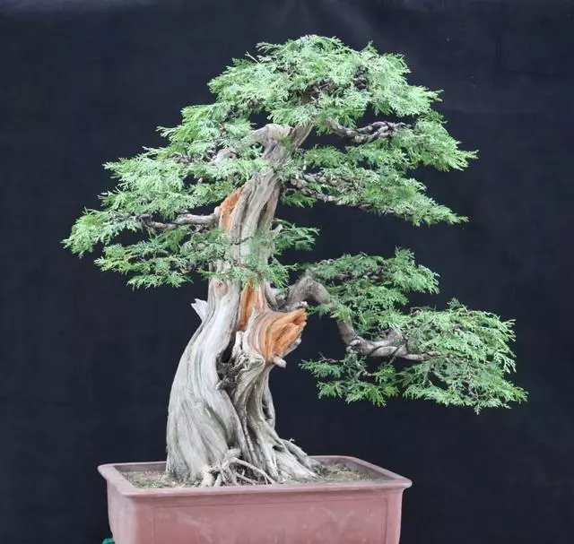 分享:王恆亮老師製作一棵扁柏樹盆景(圖解全過程)