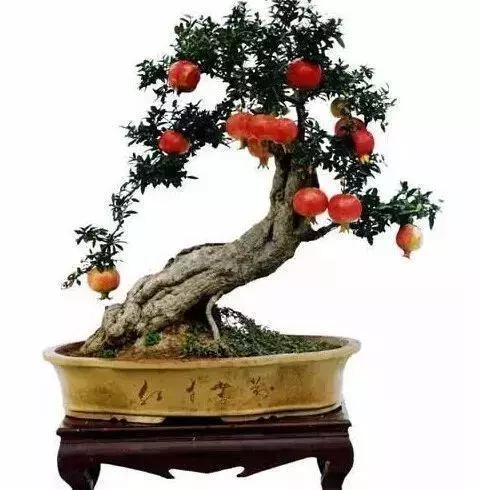 學習一下:不同品種的樹樁盆景的冬季修剪技巧