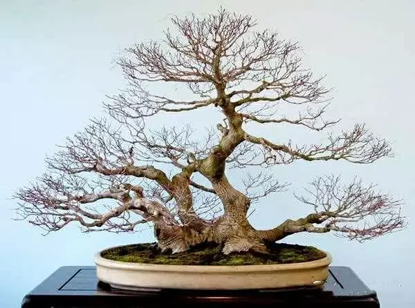學習一下:不同品種的樹樁盆景的冬季修剪技巧