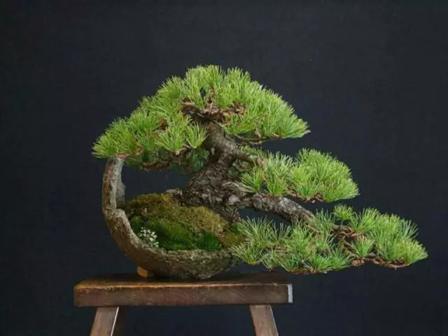 學習一下:不同品種的樹樁盆景的冬季修剪技巧