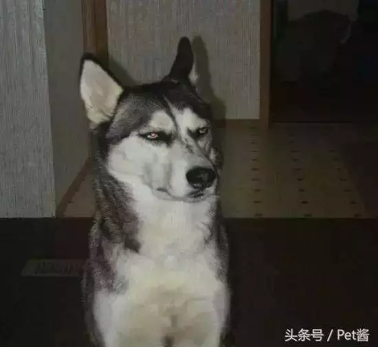 狗狗睡覺的N種姿勢揭示它們有多信任你