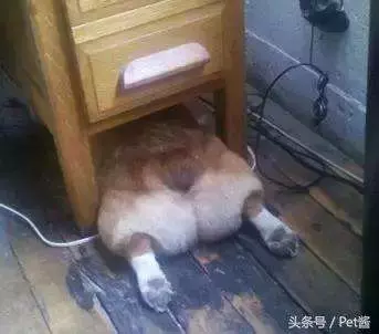 狗狗睡覺的N種姿勢揭示它們有多信任你