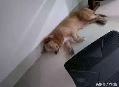 狗狗睡覺的N種姿勢揭示它們有多信任你