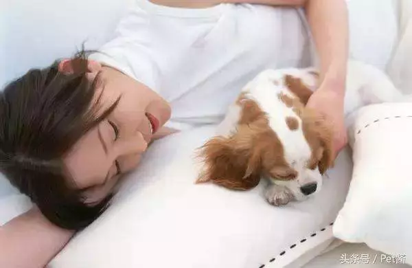 狗狗睡覺的N種姿勢揭示它們有多信任你
