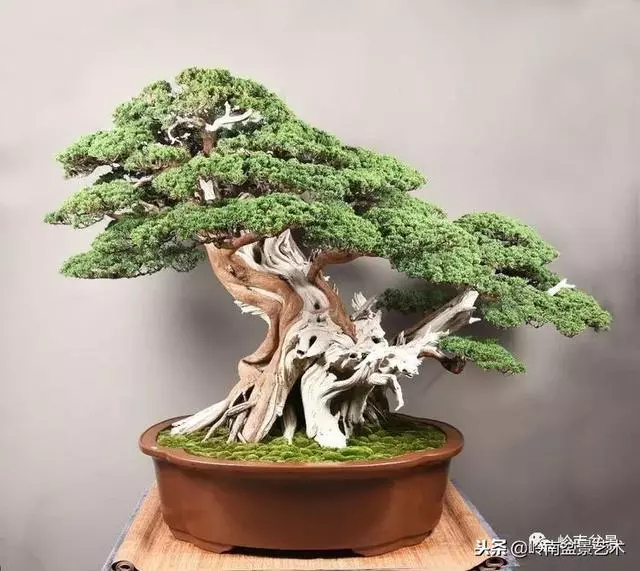 工匠精神與盆景藝術!!