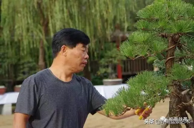 工匠精神與盆景藝術!!