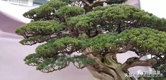工匠精神與盆景藝術!!