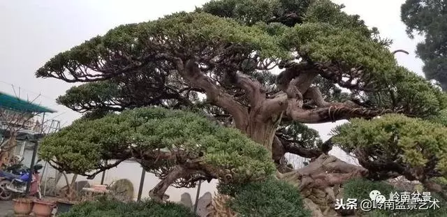 工匠精神與盆景藝術!!
