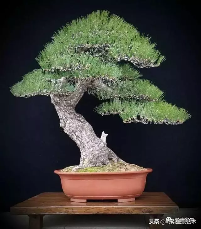 工匠精神與盆景藝術!!