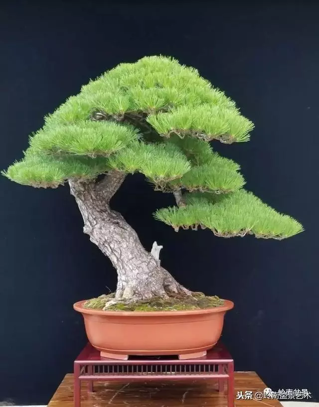 工匠精神與盆景藝術!!