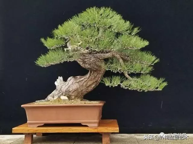 工匠精神與盆景藝術!!