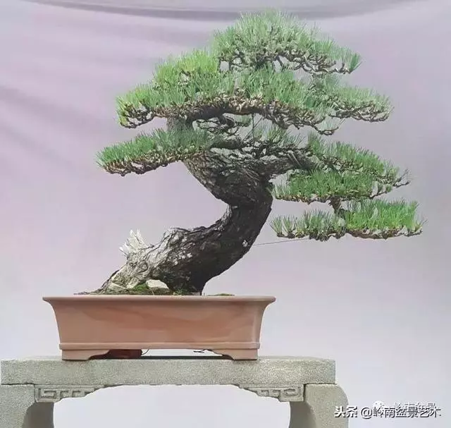 工匠精神與盆景藝術!!
