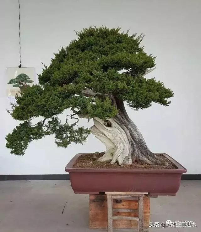 工匠精神與盆景藝術!!