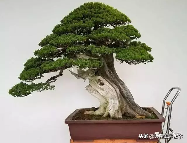 工匠精神與盆景藝術!!
