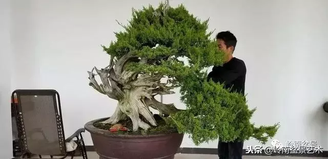 工匠精神與盆景藝術!!