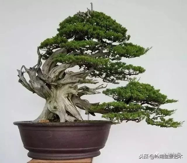 工匠精神與盆景藝術!!