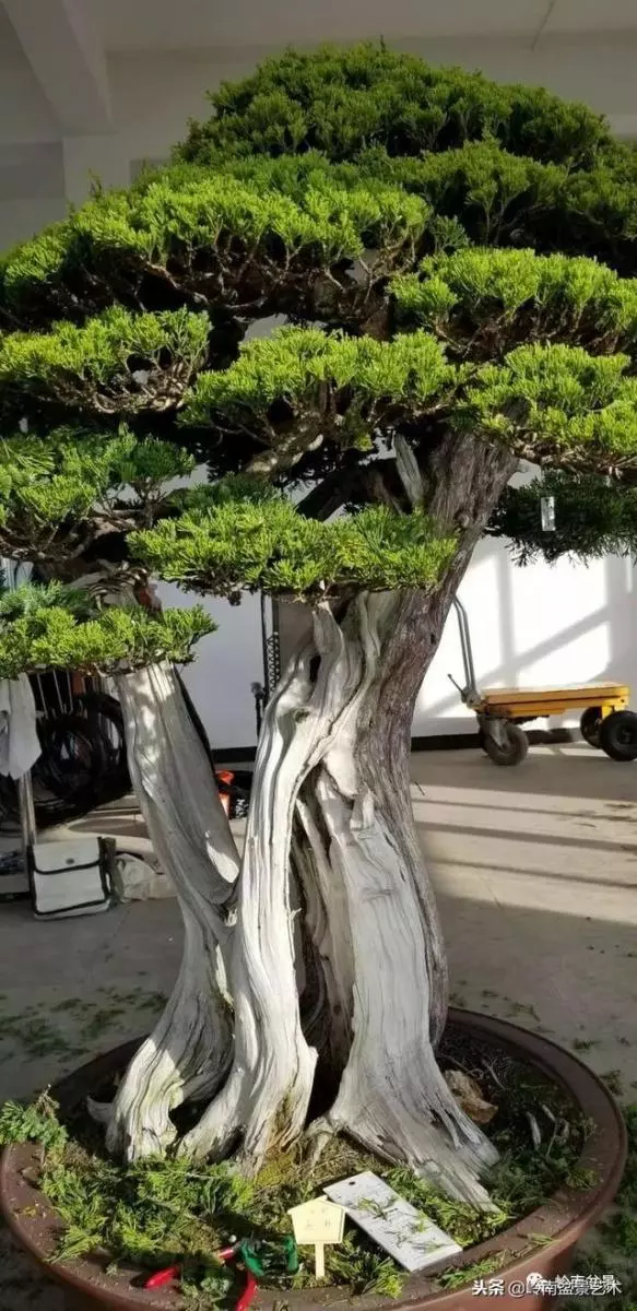 工匠精神與盆景藝術!!