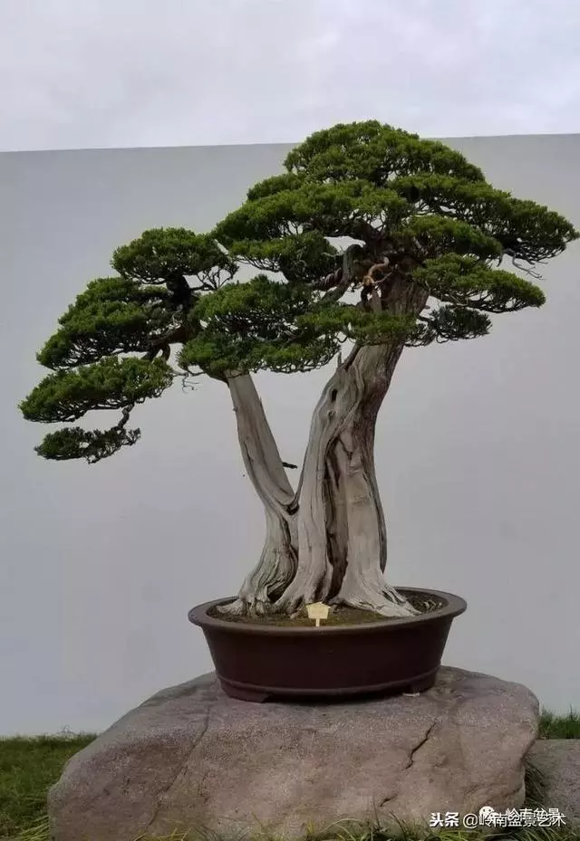工匠精神與盆景藝術!!