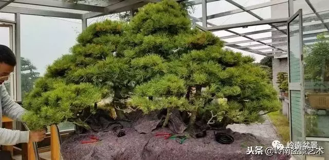 工匠精神與盆景藝術!!