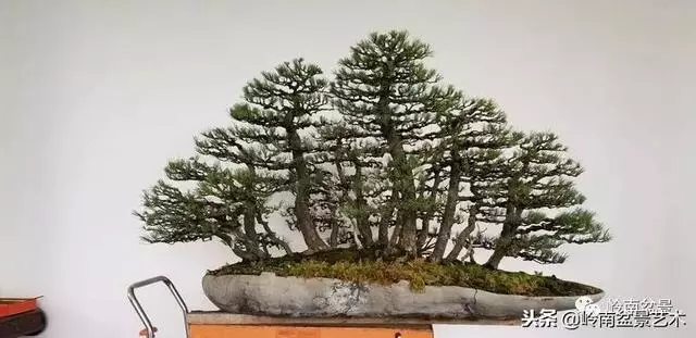 工匠精神與盆景藝術!!