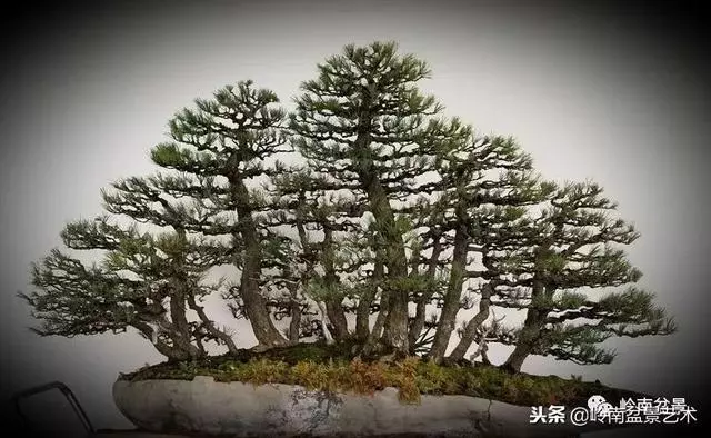 工匠精神與盆景藝術!!