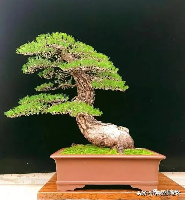 工匠精神與盆景藝術!!