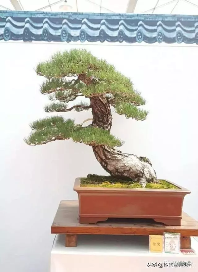 工匠精神與盆景藝術!!