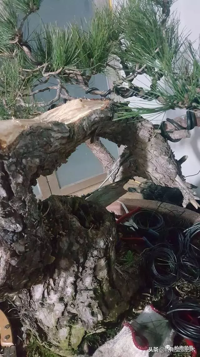 工匠精神與盆景藝術!!